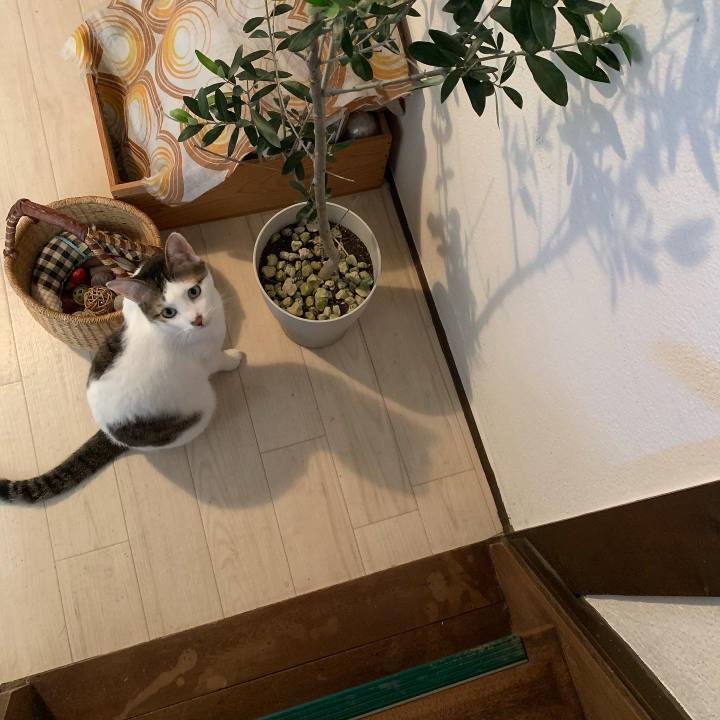 Ccb32a1c 23a6 415d bfe6 f892c2bf5440 1590802992550