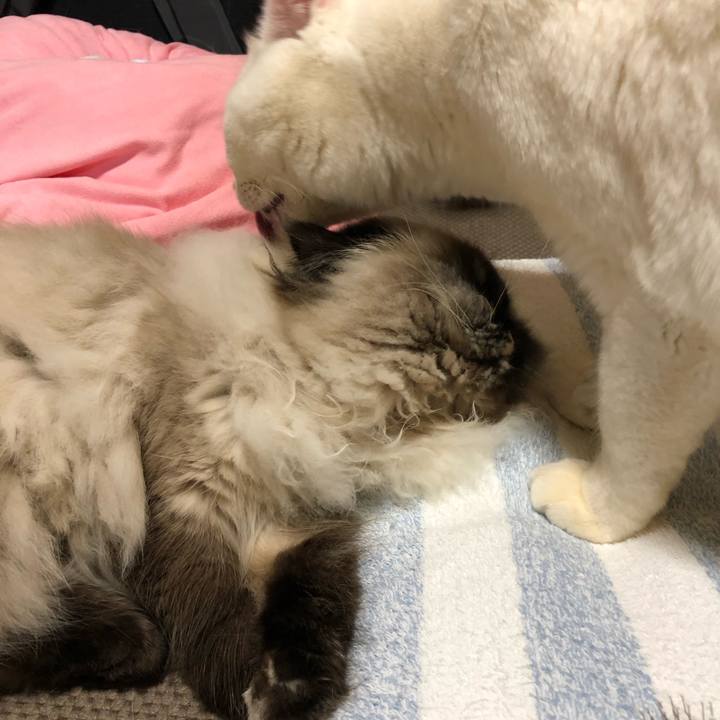 Ccb384a2 7365 4d38 96be fd243ac3ea57 1644145385681