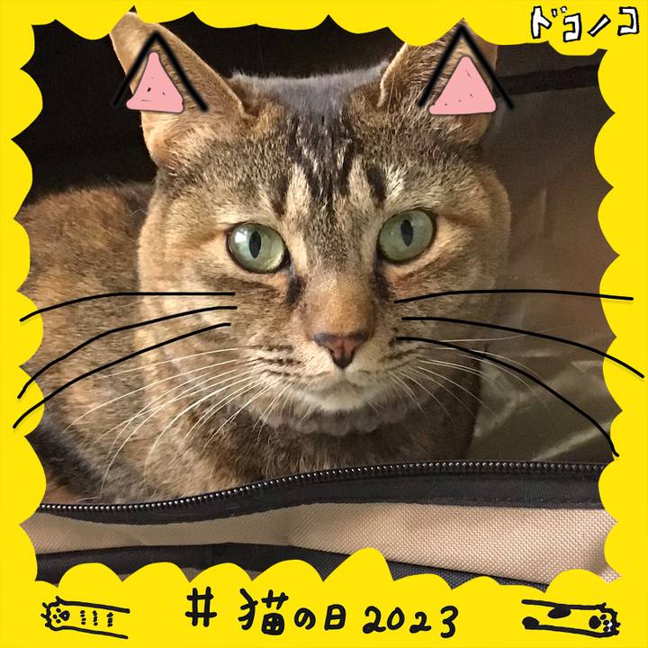 Ccb47dab 30cc 4eb1 92af c268eba72c69 1677058484035