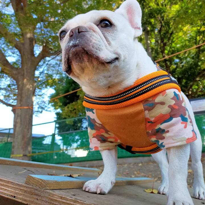 Ccb7de67 38fc 4fe4 bc98 676ed28f2ba7 1668735979617