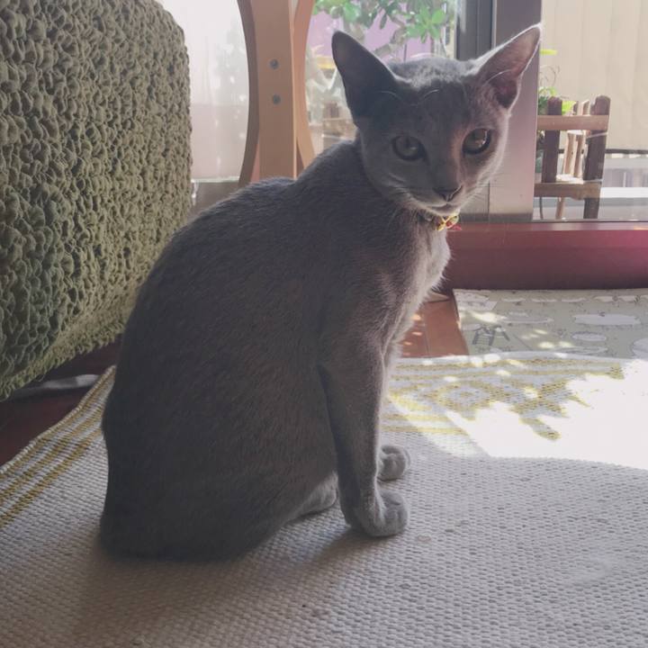 Ccba0555 bdf2 4057 90ea 0de9d63b7ac2 1510454532592