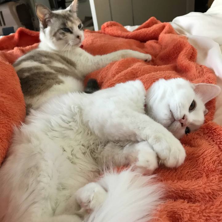 Ccbbe2eb 1562 4b34 b9bf 96e87ee3429f 1512515187193