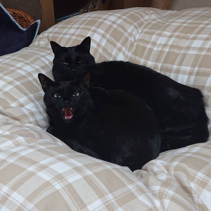 Ccbc133b e696 41d2 b71a 4435859ca101 1583158707534