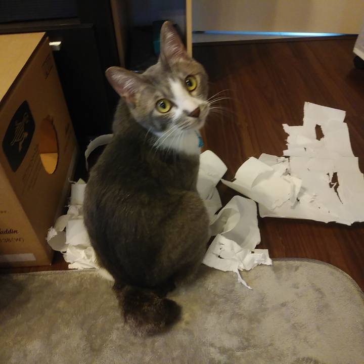 Ccbe5229 d264 45dd bde6 fca8594a9e2a 1591954036896