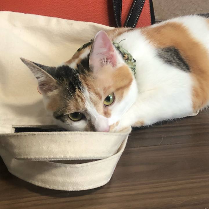 Ccc0479d f95e 450a a9c7 b85b6c418ffa 1596411273030