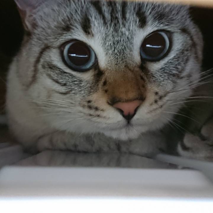 Ccc051c4 cba9 49d7 8dff d307ac481a54 1511685136959