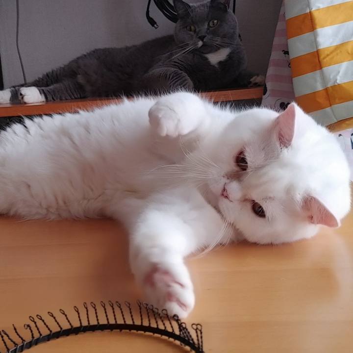 Ccc1fa1e bc62 4a88 94f2 8af007bbe7a9 1628910034056