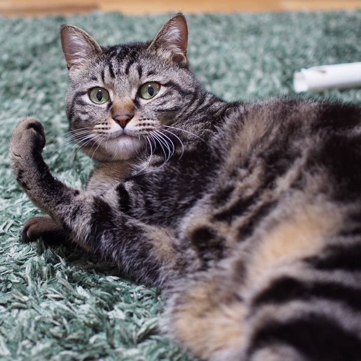 Ccc20b5d 51b0 4146 847d 172c66851922 1589981810128