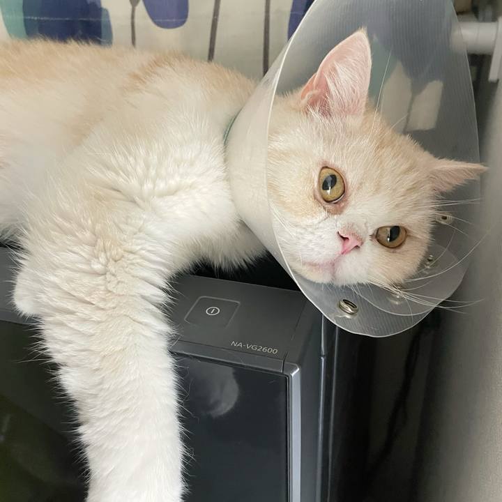 Ccc312af 59c7 44d1 a17e 79cd3997c9f3 1757517569591