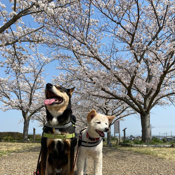 Ccc4e734 61fc 4488 8305 94bbfe92b493 1680173750382