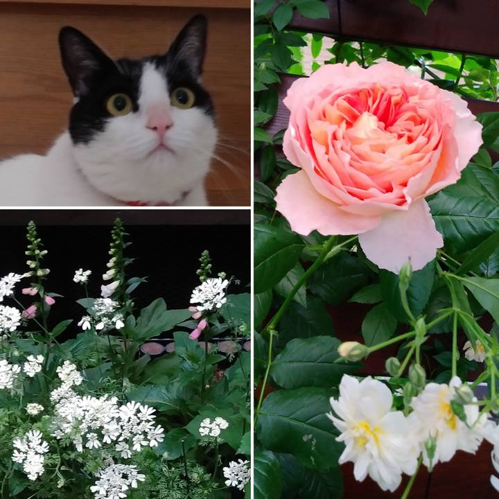 Ccc4fff7 7e04 4e55 9f54 9e2537bc0350 1590531721499