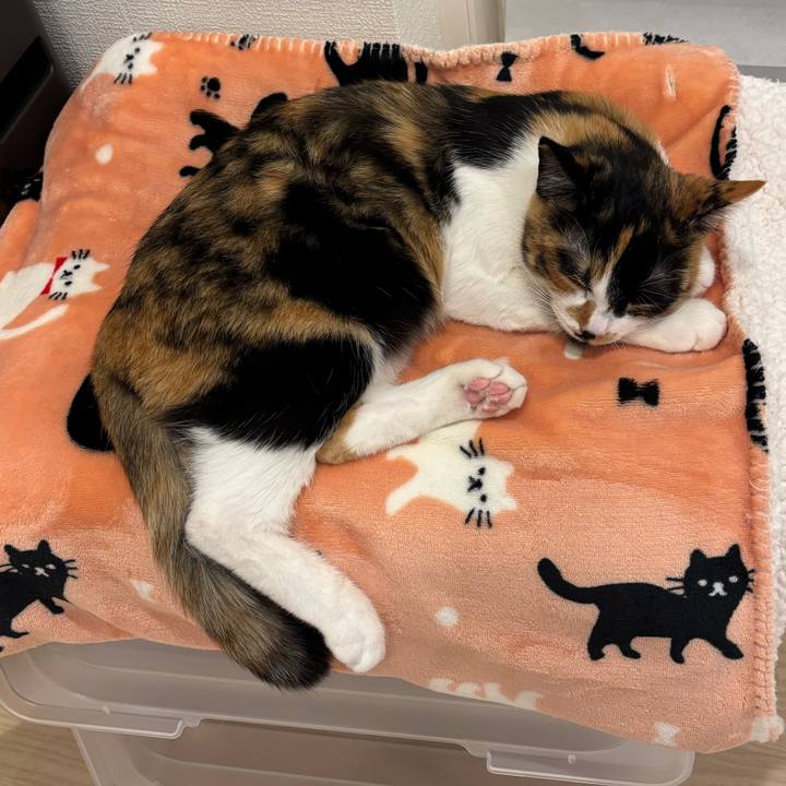 Ccc5c081 7856 486c 9bcd 6d06d8ea1c05 1764412871054