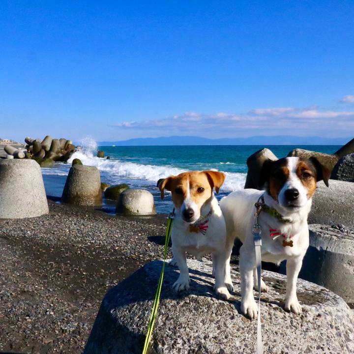 Ccc88759 389d 414f bec9 4e6b8e3cb8d6 1547448627516