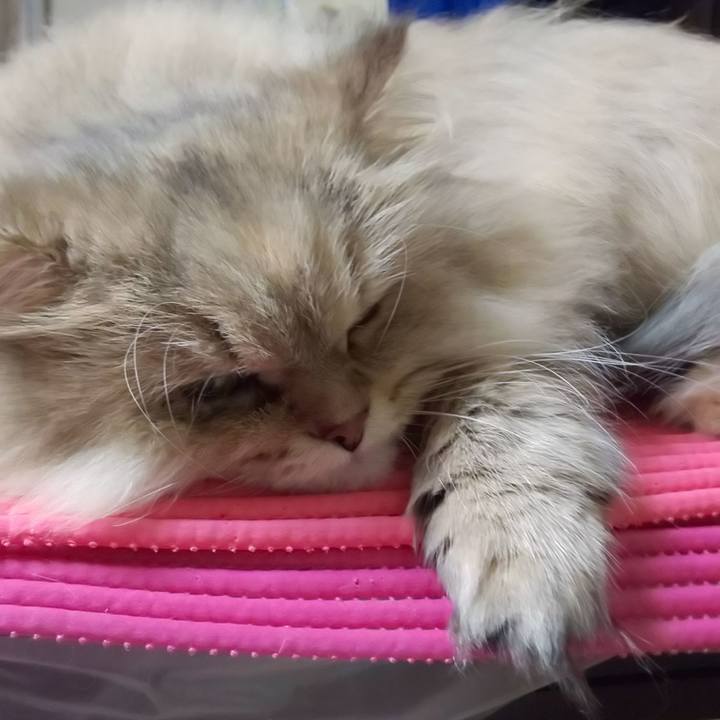 Cccf4905 7066 45fe a809 b1ccd9d5d5e8 1605103647715