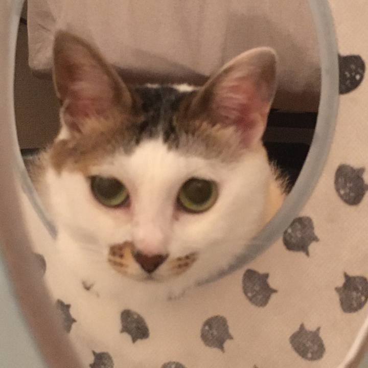 Ccd05c48 904b 4d8b 9dbb cab12e7cad7e 1596088941232