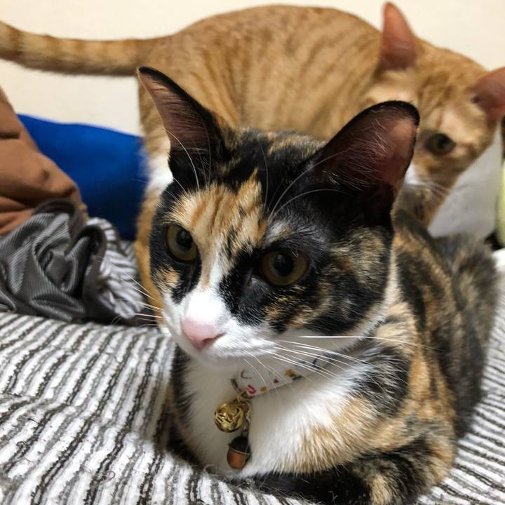 Ccd0aa86 a0a3 4aff 866e baae3f14b670 1570978139776