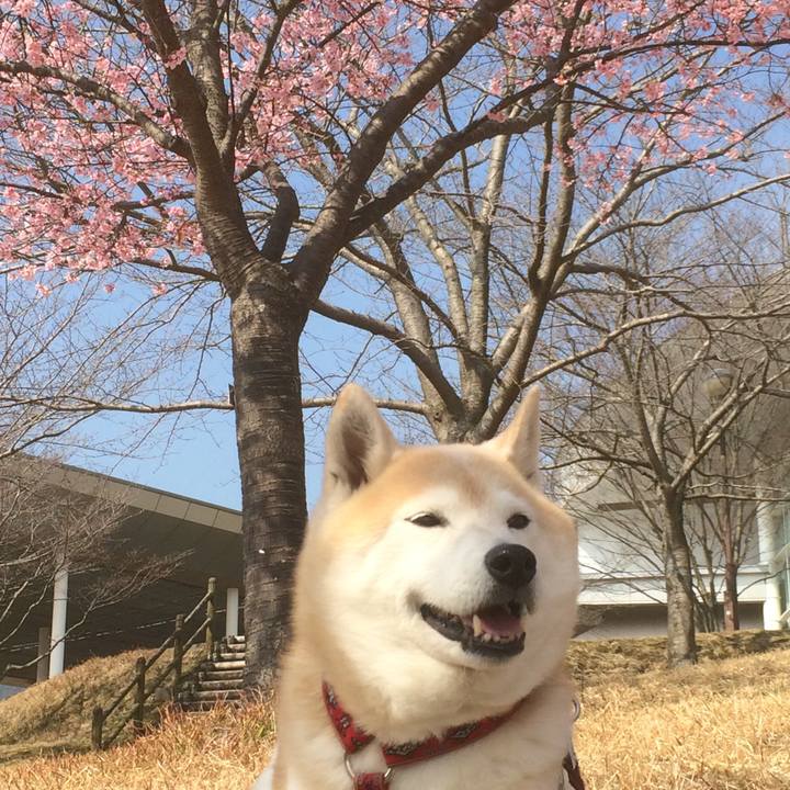 Ccd2be4c 4392 4cee b8a6 76f5e5dec908 1582553565694