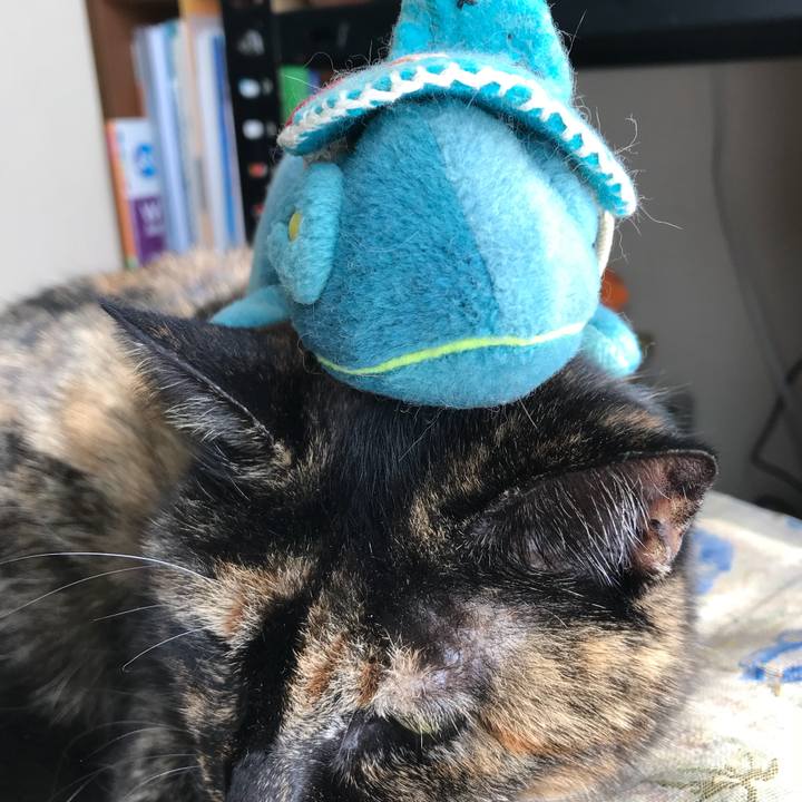 Ccd69360 5124 4a07 b291 fe567fedfc00 1518608362017