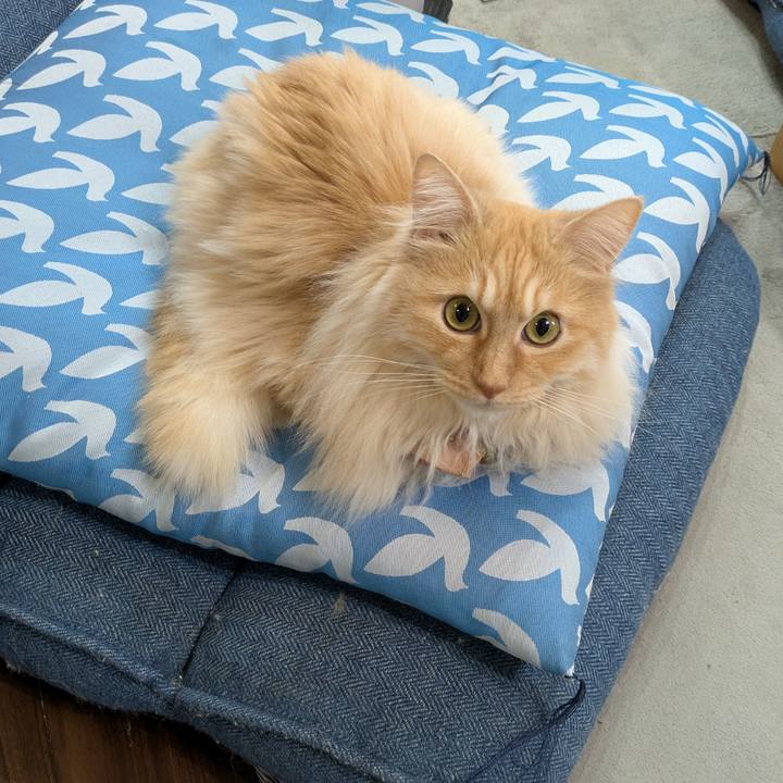 Ccd782c1 29b3 4073 b753 a7e9cd89d65f 1748142901982