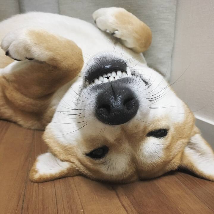 Ccdab534 55fa 4f4c 9038 e4b733b64ad0 1521162262849