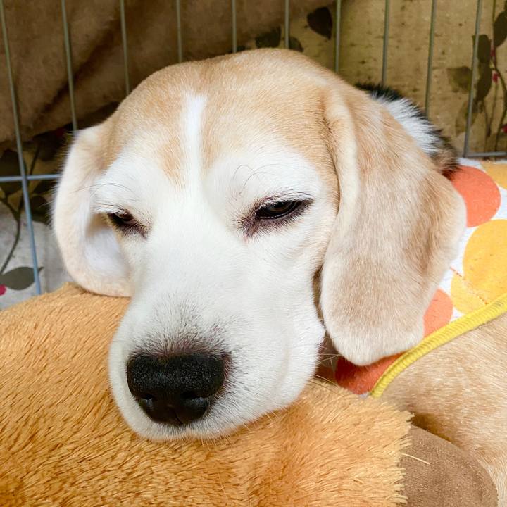 Ccdf8c99 1569 4cdf b18e 3f8c7192a425 1584857224268