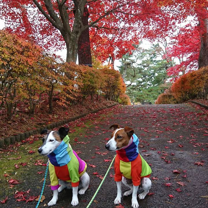 Cce5e988 969d 4f12 883a 87c9a2f04561 1604726674480