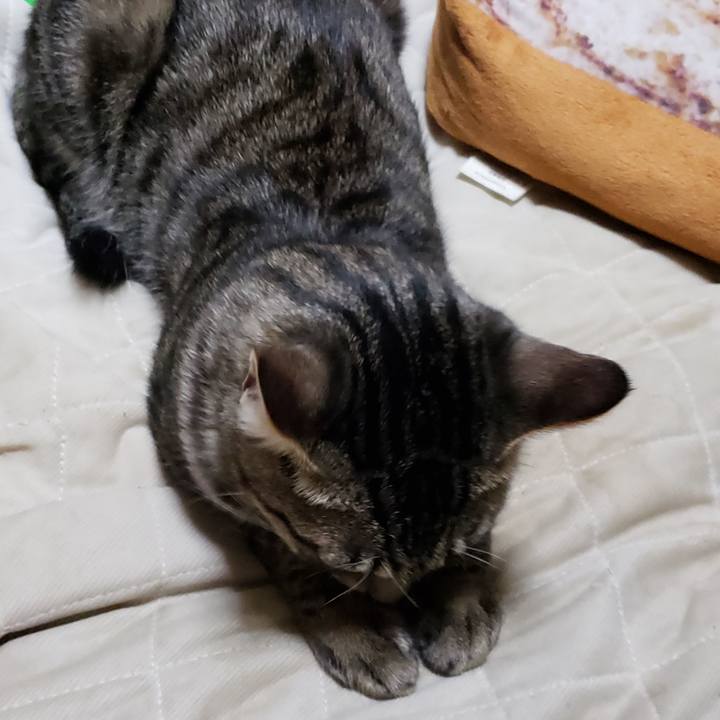 Cce6e5df 45c4 4e91 b8a2 854f53a3869c 1543107780286