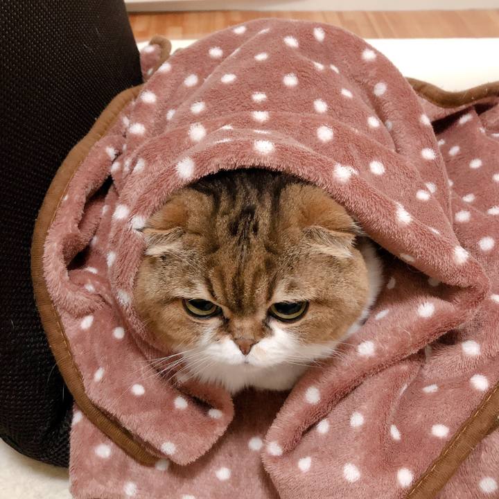 Cce89695 326a 4040 9e82 6653c90f72ac 1603065735886