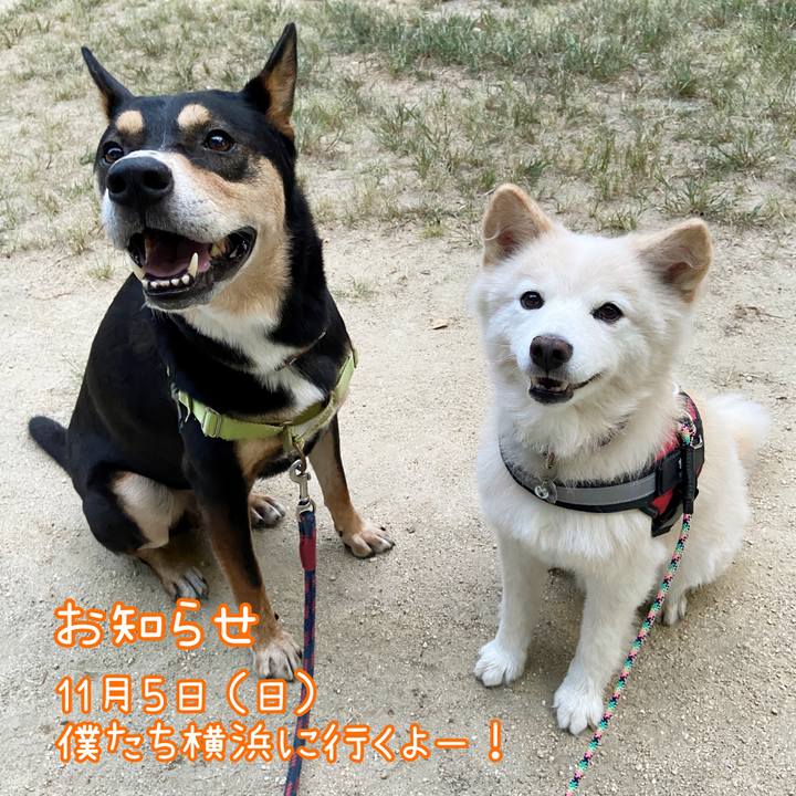 Cceb6b53 0585 4d42 9b95 38cee73adc3e 1695278153409