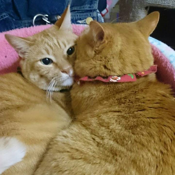 Ccec77a7 ced8 4c2d ab6a f9a2a3379500 1514902374130