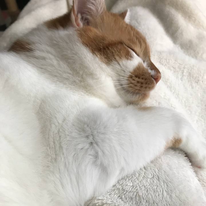 Cced0215 4ce3 4ae0 85c2 a4610be1cecf 1525992933592