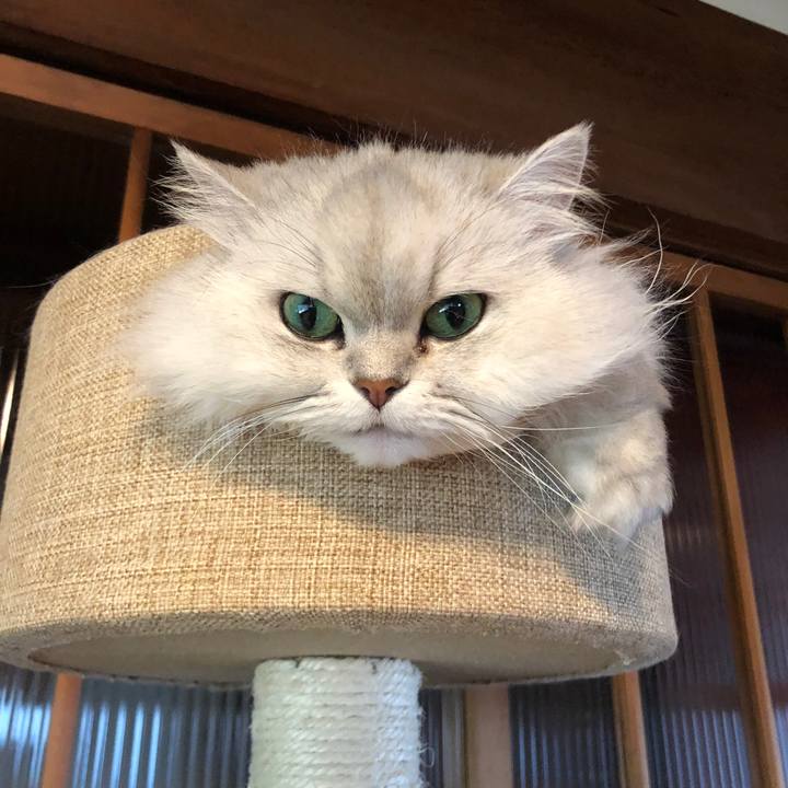 Ccef6b35 b04b 4b6e acd4 323b3d916fa3 1586054964509