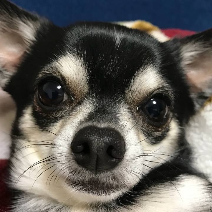 Ccf105ea a29b 486e 90a0 9a259f10c6a5 1523621238834