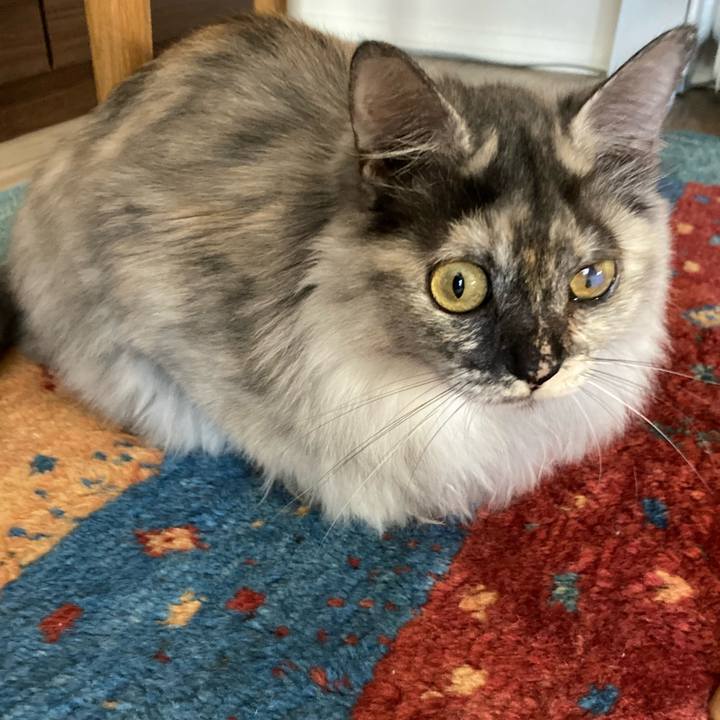 Ccf71b01 0530 4b5d 857b b89ddaf31ed4 1731807655344