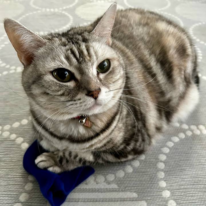 Ccfa868f 06a8 48d3 8124 0d37637294f5 1761258569272