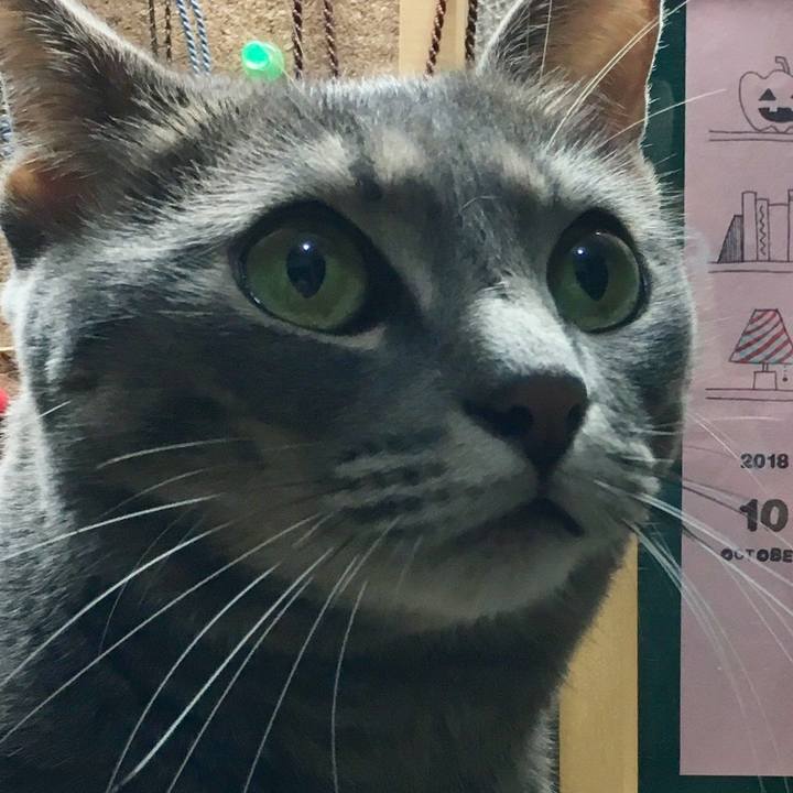 Ccfc81c8 44b9 4e6e 9069 2bfd8e17ad5c 1539010231208