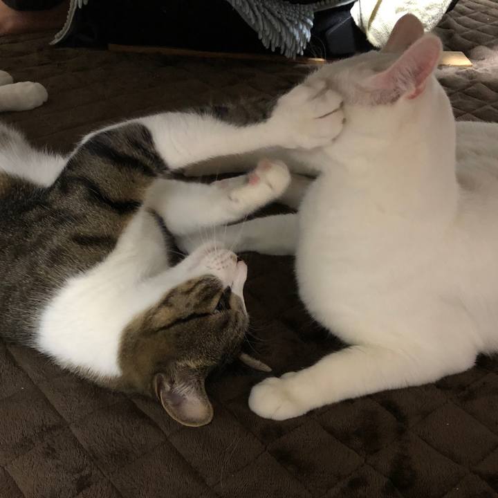 Ccfe4f93 c24b 4816 b16f 385572b71245 1604755293734