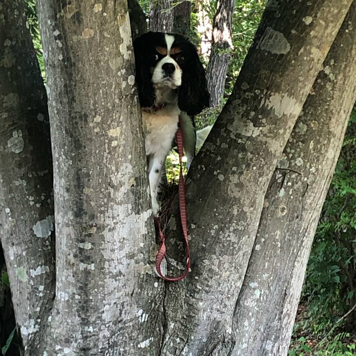 Ccff4384 ef98 4c71 9031 84df8a280c00 1562737237259