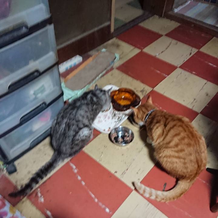 Cd0a3ad8 bc55 46fa 8c9c 54cef4e8740b 1570132750485