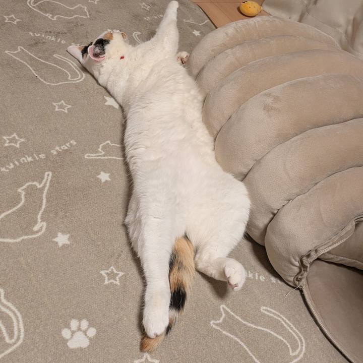 Cd0c0507 c8c5 492a a802 a41cc573eda1 1735347435208