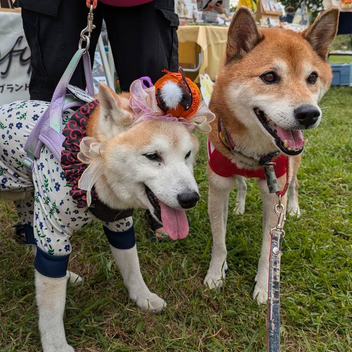 Cd1426b1 b859 4876 922f e12a61ca86ca 1726995315694