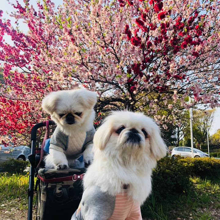 Cd16e804 9b1c 4c92 bf42 eb2a4363f16d 1554543282622