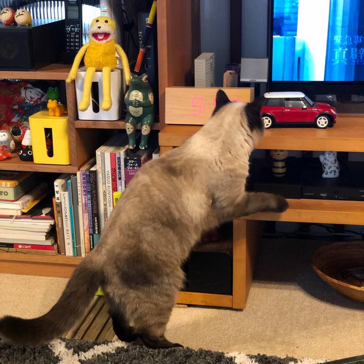 Cd1c1816 1175 437e 8663 c5a85aad28a8 1617161838440