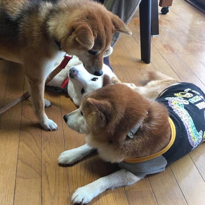 Cd204413 7a33 428d acc9 ed6c700d9ca3 1534896712886