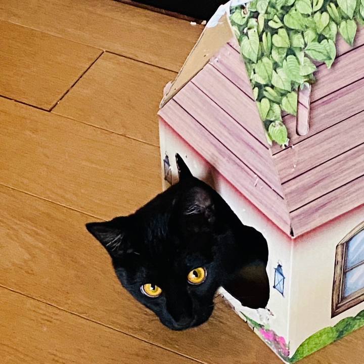 Cd236020 4044 40d3 8894 d1801648f33a 1771728800426