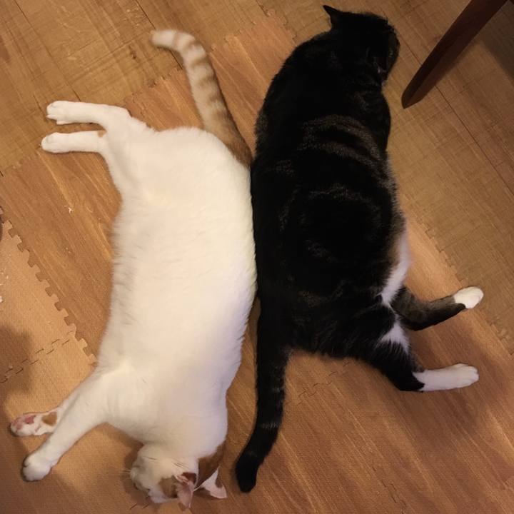 Cd2459b0 c249 4369 ab1c 8aa8f84611eb 1531628529777