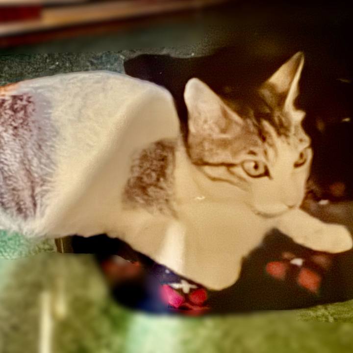 Cd24a59c e3c3 423e 934f 883403a19adb 1729831539941