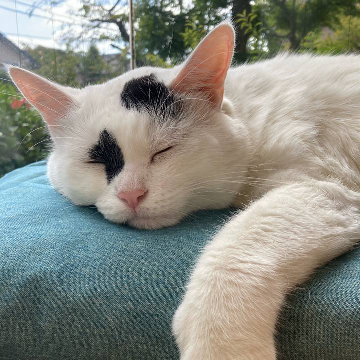 Cd28ef50 2dc7 4895 9e6f c35b6dff7000 1760670544598