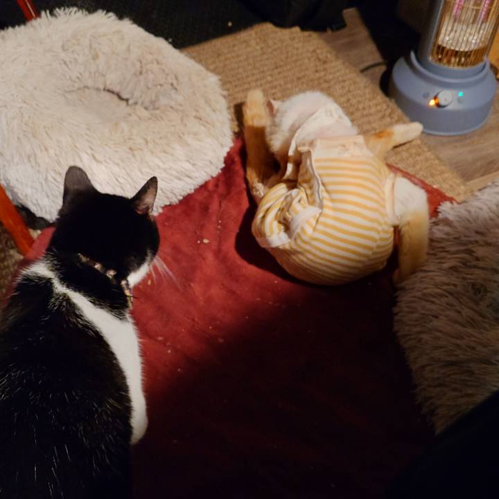 Cd298aea e649 47f6 89a8 8782443b5c60 1762338330656