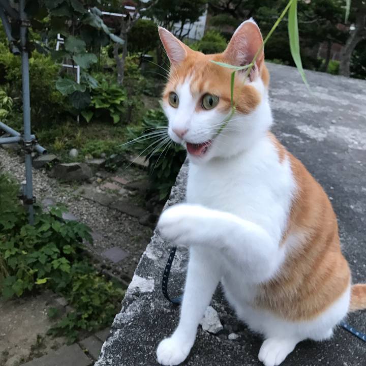 Cd2f80e2 ae53 46bf 8a35 ed0dcff8a128 1532771406407